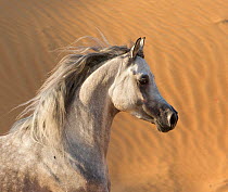 Head portrait of grey Arabian stallion running in desert dunes near Dubai, United Arab Emirates.