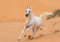 Grey Arabian stallion running in desert dunes near Dubai, United Arab Emirates.