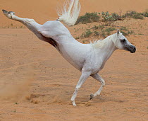 Grey Arabian stallion kicking up heels in desert dunes near Dubai, United Arab Emirates.