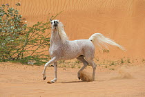 Grey Arabian stallion with head raised in desert dunes near Dubai, United Arab Emirates.