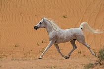 Grey Arabian stallion running in  desert dunes with tail raised, near Dubai, UAE.