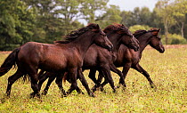 Group of young Merens mares running in pasture. Northern France, Europe. February.