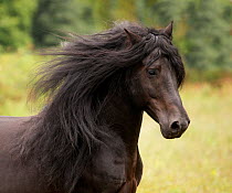 Head portrait of black Merens stallion with long mane running in pasture. Northern France, Europe. February.