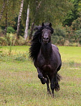 Black Merens stallion running in pasture, Northern France, Europe. February.