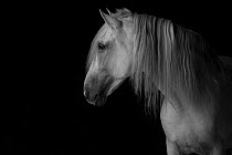 Head portrait of grey Andalusian stallion in dark barn.  Northern France, Europe.