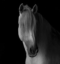 Head portrait of grey Andalusian stallion in dark barn,  Northern France, Europe.