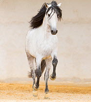 Grey Andalusian stallion cantering in arena, Northern France, Europe. March.