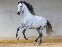 Grey Andalusian stallion running in arena in Northern France, Europe. March.