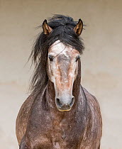 Head portrait of rose grey Andalusian stallion running in arena in Northern France, Europe. March.