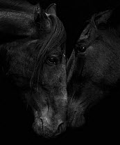 Head portrait of black Andalusian stallion and mare meeting for the first time in southern Spain, Europe.