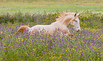 Young Cremello Lusitano stallion running through field of wildflowers in southern Spain, Europe. April.