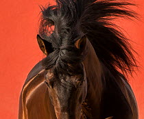 Bay Andalusian stallion with head down and mane flowing.