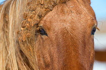 Close up of chestnut Spanish mustang with burs in mane and forelock at Black Hills Wild Horse Sanctuary, South Dakota, USA.