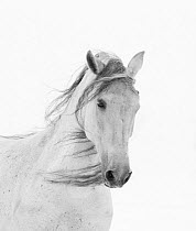 Head portrait of grey almost white Andalusian mare running in snow, Berthoud, Colorado, USA. December.