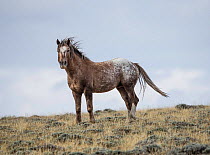 Wild Appaloosa stallion standing on hill in Adobe Town Herd Management Area, Wyoming, USA. September.