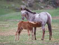 Formerly wild Appaloosa mare nursing filly at Black Hills Wild Horse Sanctuary, South Dakota, USA. May.