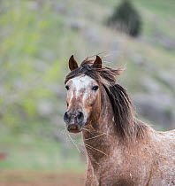 Wild Mustang horse head portrait at Black Hills Wild Horse Sanctuary, South Dakota, USA.