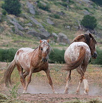 Two formerly wild Mustang stallions posture at Black Hills Wild Horse Sanctuary, South Dakota, USA. September.
