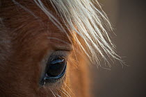 Filly's eye, wild Mustang horse at Black Hills Wild Horse Sanctuary, South Dakota, USA.