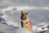 Bobcat (Lynx rufus) head portrait in snow, Yellowstone National Park, Montana, USA. January.
