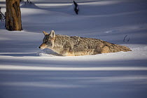 Coyote (Canis latrans) moving through the deep winter snow, Yellowstone National Park, Montana, USA. January.