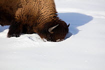 American bison (Bison bison) sticking head in winter snow, Yellowstone National Park, USA. January.