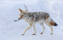 Coyote (Canis latrans) walking on road in winter snow, Yellowstone National Park, Montana, USA. January.