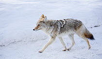 Coyote (Canis latrans) walking on road in winter snow, Yellowstone National Park, Montana, USA. January.