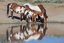 Wild Mustang stallion with pinto family drinking at waterhole in Sand Wash Basin, Colorado, USA.  June 2013.