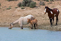 Wild grey Mustang mare drinking with sorrel foal at her side with pinto band stallion behind in Sand Wash Basin, Colorado, USA. May 2013.