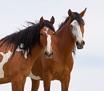 Two wild pinto Mustang mares head portrait, standing together in Sand Wash Basin, Colorado, USA.