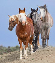 Four colorful bachelor stallions, pinto, palomino, and two greys in Sand Wash Basin, Colorado, USA.