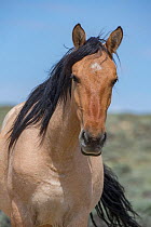 Head portrait of wild dun roan Mustang mare in Sand Wash Basin, Colorado, USA.