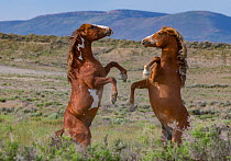 Two wild pinto Mustang stallions battling for dominance in Sand Wash Basin, Colorado, USA. May 2014.
