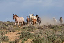 Wild family of Mustang horses running to waterhole led by a strawberry roan mare in Sand Wash Basin, Colorado, USA.