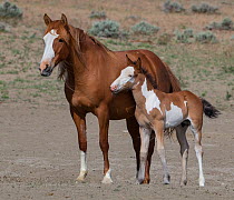 Wild pinto Mustang foal rubbing muzzle on mare in Sand Wash Basin, Colorado, USA.