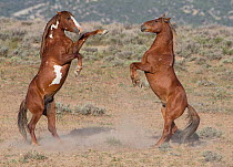 Two wild pinto Mustang stallions battle for dominance in Sand Wash Basin, Colorado, USA.