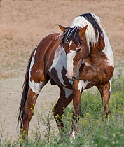 Wild pinto Mustang stallion arching his neck at rival stallion in Sand Wash Basin, Colorado, USA.