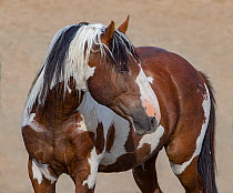 Wild pinto Mustang stallion turning head in the Sand Wash Basin Herd Area, Colorado, USA.