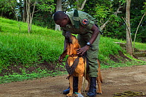 Congohound and handler used in anti-poaching activities. Virunga National Park, Democratic Republic of Congo, March.