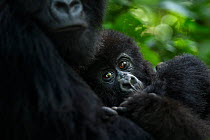 Mountain gorilla (Gorilla gorilla beringei) female and infant, member of 'Humba' group. Virunga National Park, Democratic Republic of Congo, March.