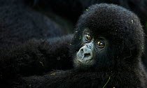 Mountain gorilla (Gorilla gorilla beringei) infant portrait, member of 'Humba' group. Virunga National Park, Democratic Republic of Congo, March.