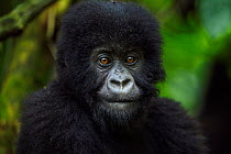 Mountain gorilla (Gorilla gorilla beringei) infant portrait - 'Rugendo' group. Virunga National Park, Democratic Republic of Congo, March.