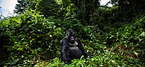 Mountain gorilla (Gorilla gorilla beringei) silverback male 'Mahindule' sitting portrait, member of 'Humba' group. Virunga National Park, Democratic Republic of Congo, March.