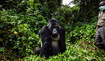 Mountain gorilla (Gorilla gorilla beringei) silverback male 'Mahindule' sitting portrait, member of 'Humba' group. Virunga National Park, Democratic Republic of Congo, March.