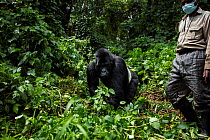 Mountain gorilla (Gorilla gorilla beringei) silverback male 'Mahindule' walking, member of 'Humba' group. Virunga National Park, Democratic Republic of Congo, March.