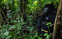 Mountain gorilla (Gorilla gorilla beringei) female sitting by a tree, member of 'Humba' group. Virunga National Park, Democratic Republic of Congo, March.