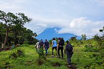 Tourists treking for Mountain Gorillas. Virunga National Park, Democratic Republic of Congo, March 2016.
