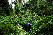 Mountain gorilla (Gorilla gorilla beringei) silverback male 'Mahindule' walking through vegetation - rear view, member of 'Humba' group. Virunga National Park, Democratic Republic of Congo, March.