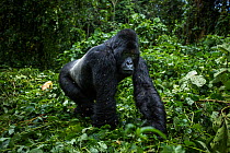Mountain gorilla (Gorilla gorilla beringei) silverback male known as 'Mahindule' walking through vegetation, member of 'Humba' group. Virunga National Park, Democratic Republic of Congo, March.